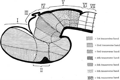 Recollections on the Origins and Development of the Prosomeric Model